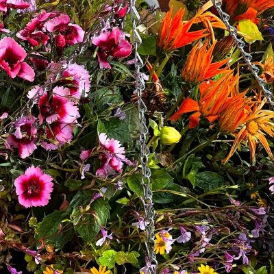 448387842 17862532482173888 2029202059814826322 N