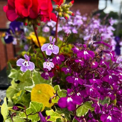 449782234 17862532455173888 1171393299755008209 N