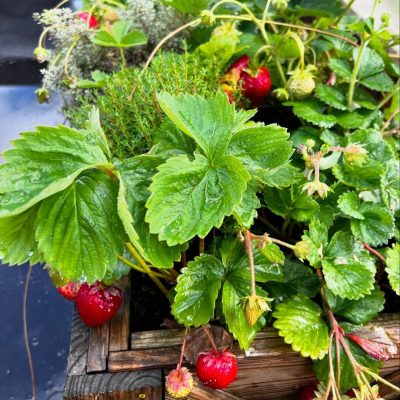 449825625 17862532491173888 8263387407486619147 N